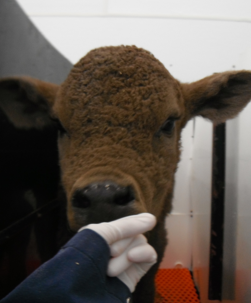 Brown Calf Brown Calf