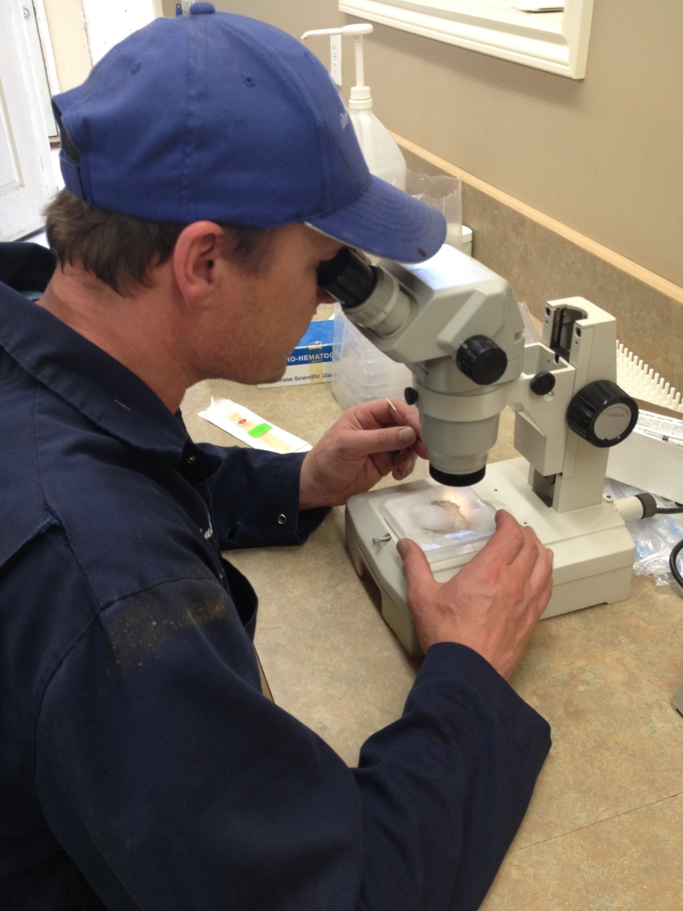 Staff Member Viewing Microscope