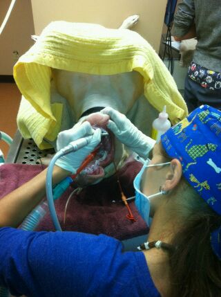 Staff Member Performing Dental Cleaning