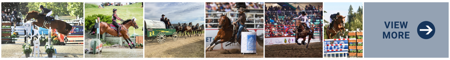 Alberta Veterinary - Photos of Horse Riding Competitions - View Photo Album Page