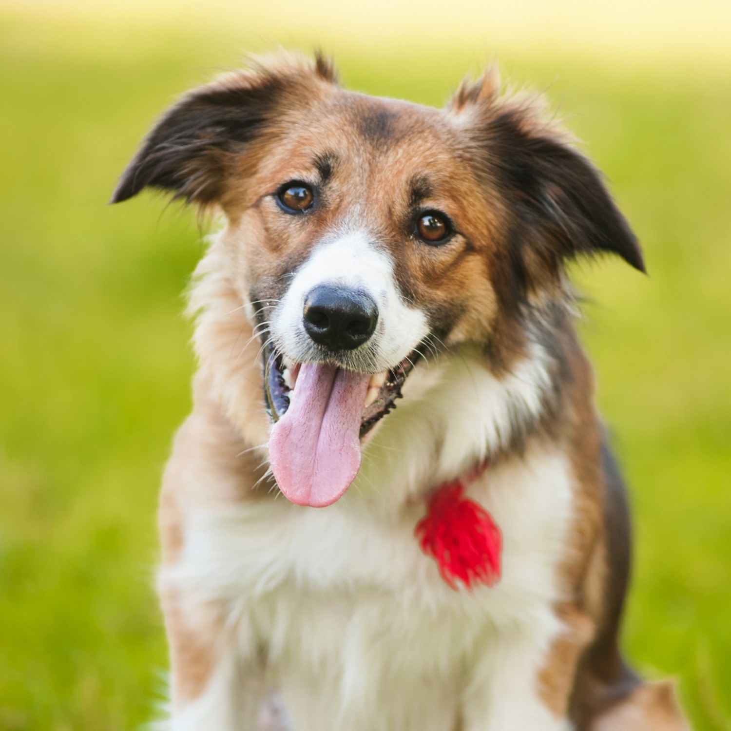 Dog with Red Collar Smiling