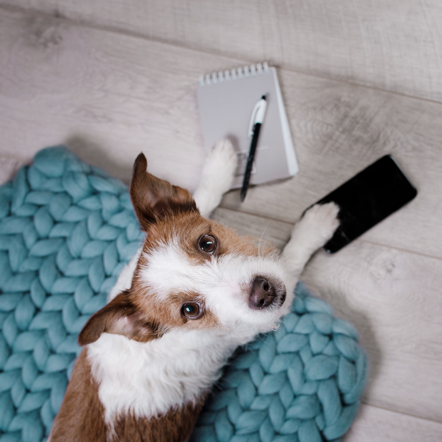 Resources - Dog with Notepad & Phone