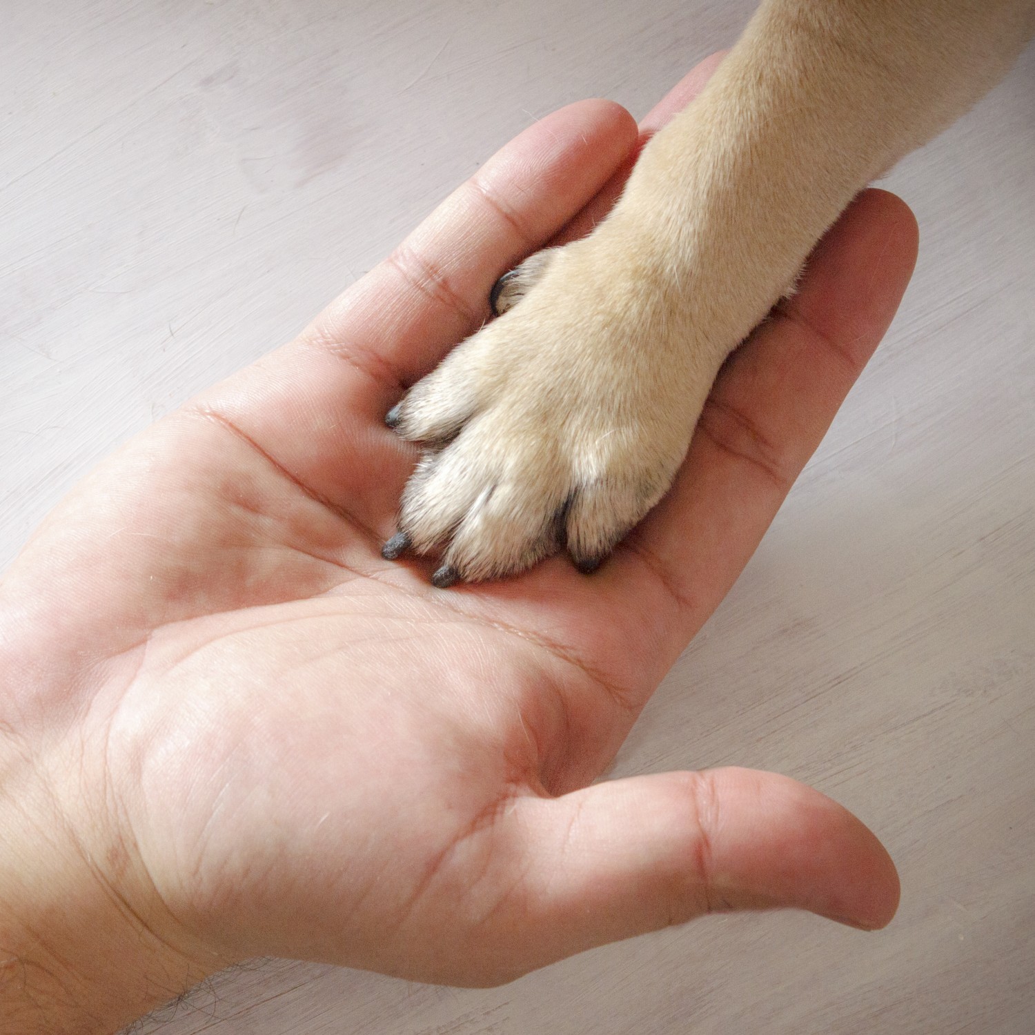 Human Hand Holding a Dog Paw