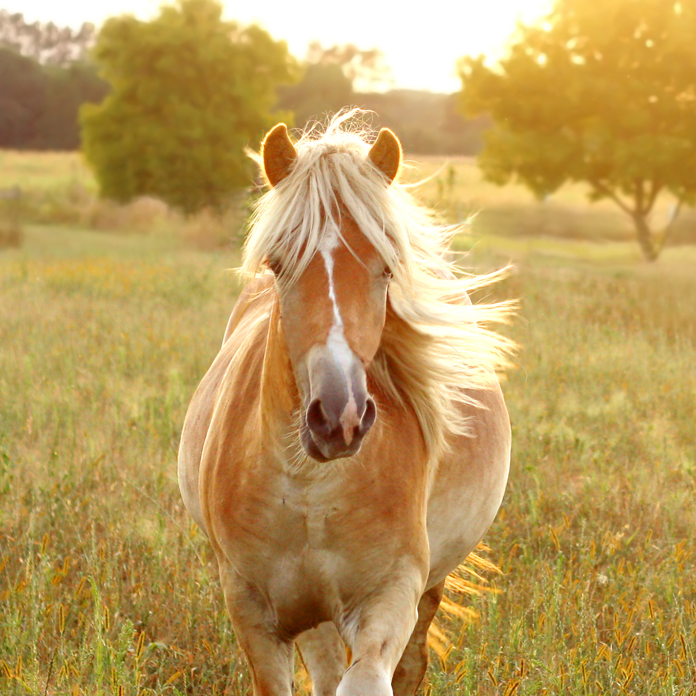 Horse Running in a Grassy Field