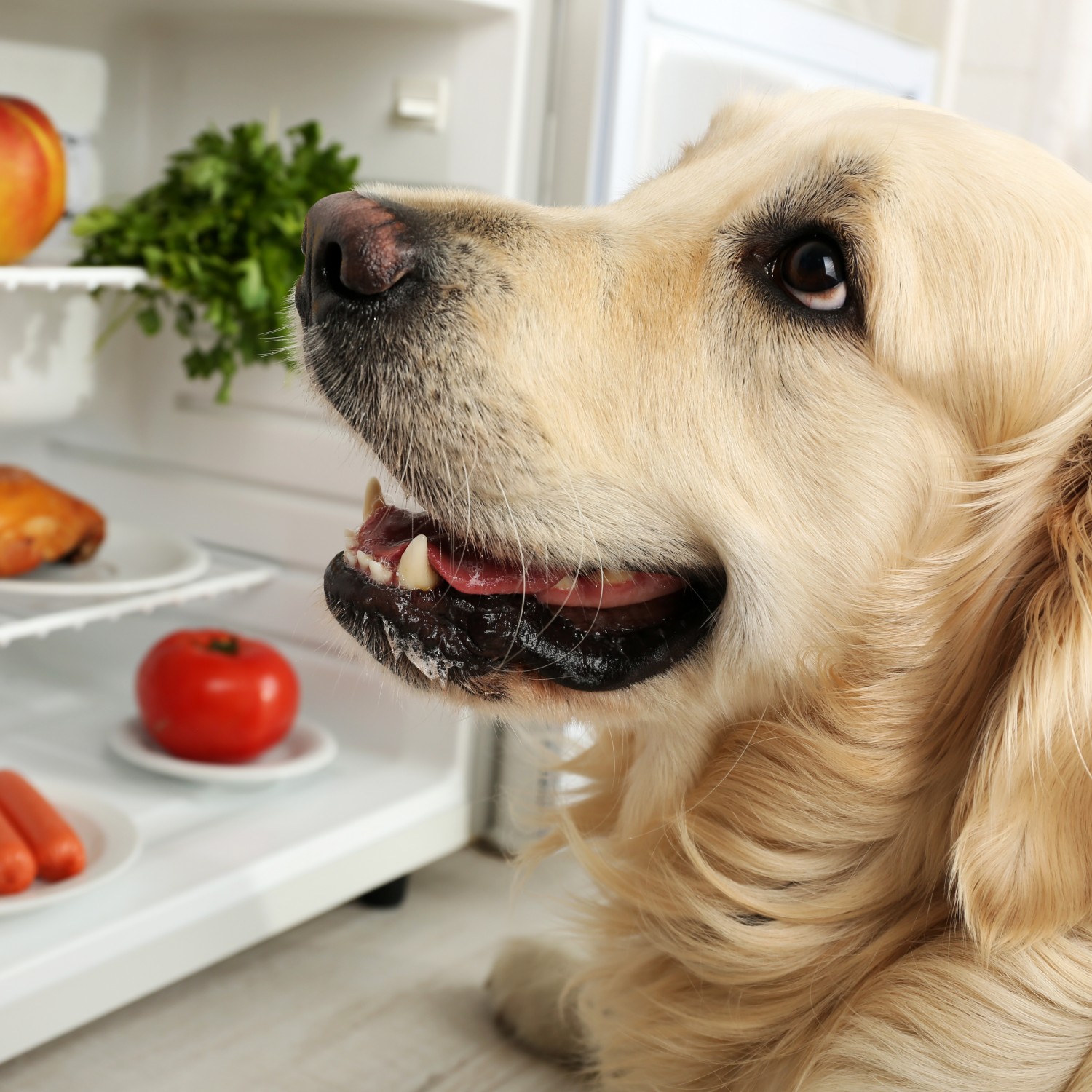 Dog Standing Next to Refrigerator With Food