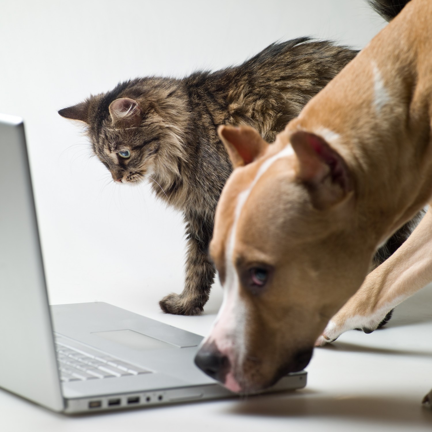 Contact Us - Dog & Cat Viewing Laptop Computer