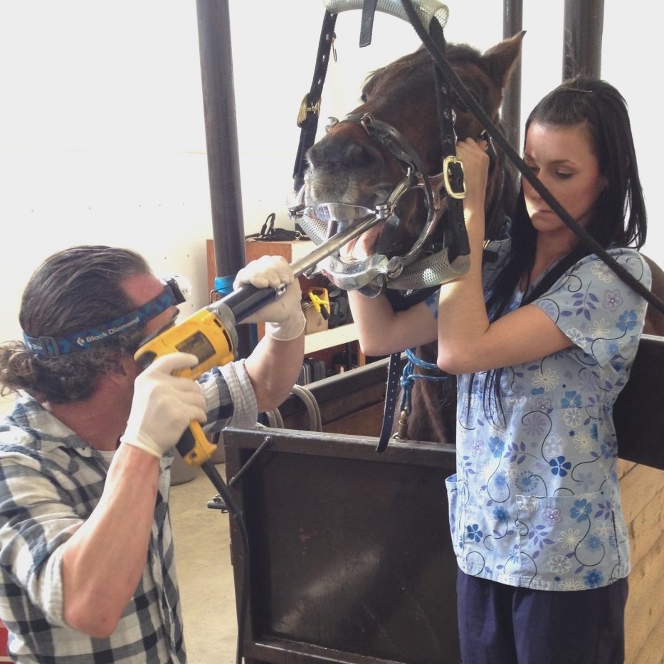 Staff Performing Dentistry on a Horse Staff Performing Dentistry on a Horse