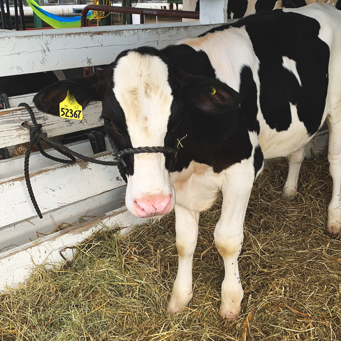 Cow with Yellow Tag in Ear